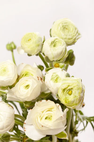 White Ranunculus — Stock Photo, Image