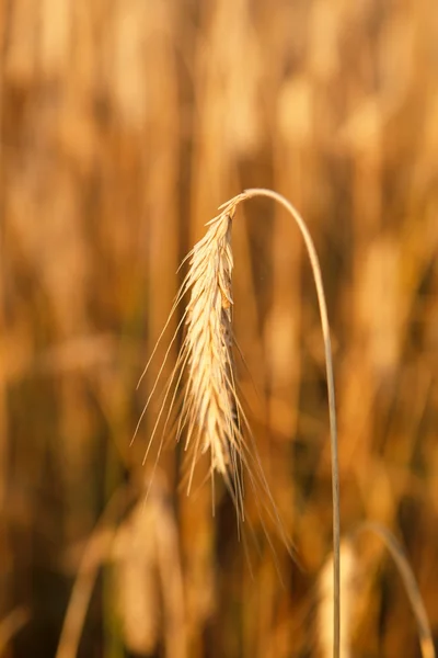 Impianto cerealicolo — Foto Stock