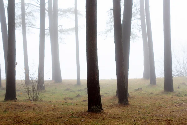 Bäume im Nebel — Stockfoto