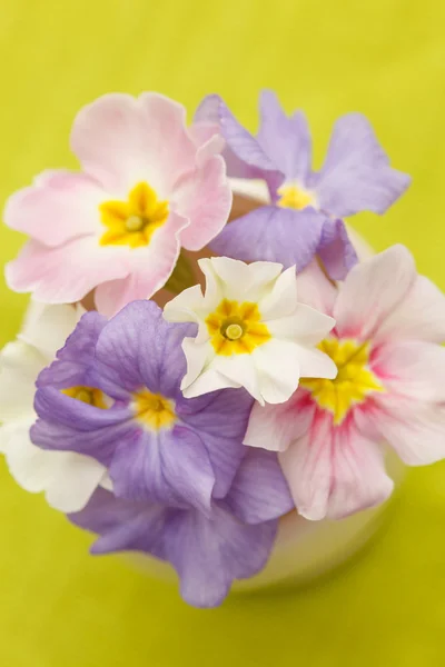 Spring flowers — Stock Photo, Image