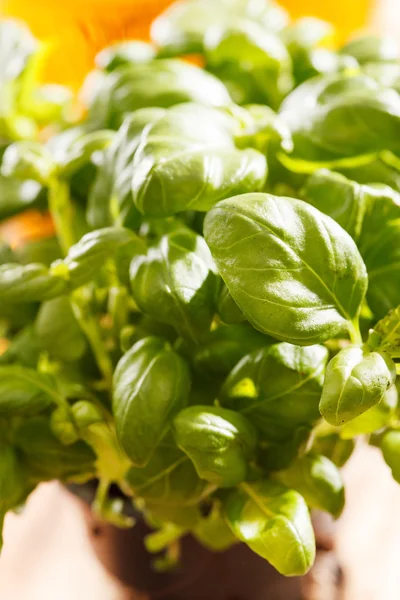 Albahaca en la olla — Foto de Stock