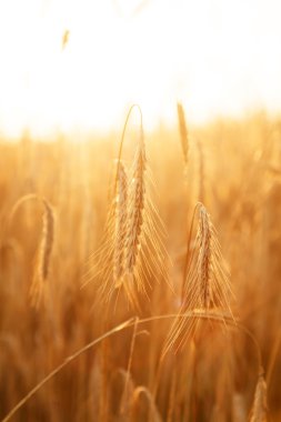 Mısır gevreği bitki