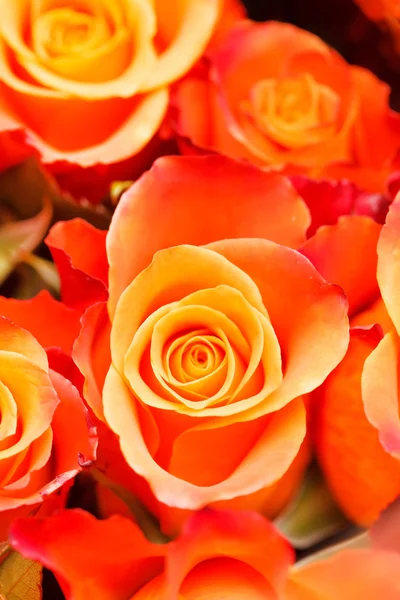 Belas rosas — Fotografia de Stock