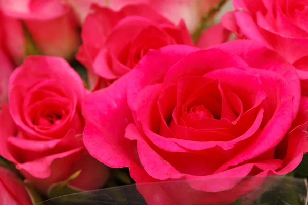 Pěkný růže — Stock fotografie