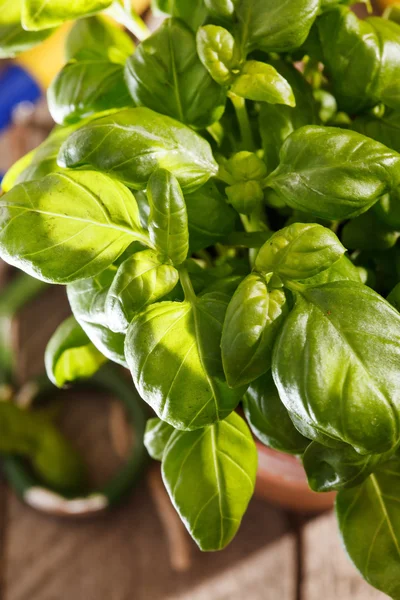 Albahaca en la olla — Foto de Stock