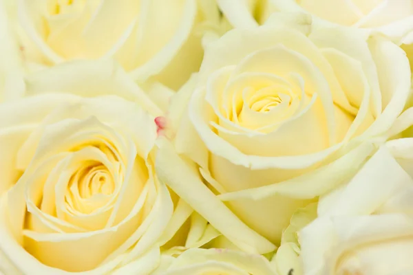 Nice roses — Stock Photo, Image