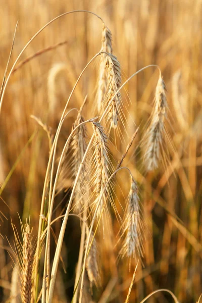 Planta de cereales — Foto de Stock