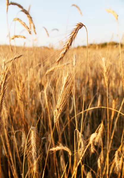 Cereal plant — Stock Photo, Image