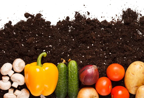 Verduras en el suelo — Foto de Stock