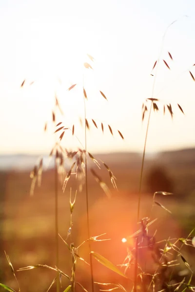 Plantas de verano a la luz del atardecer — Foto de Stock