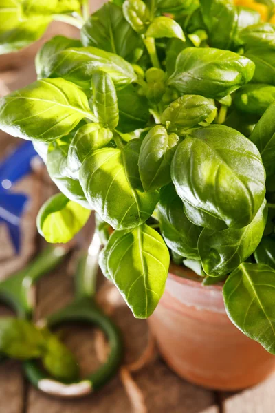 Basil in the pot — Stock Photo, Image