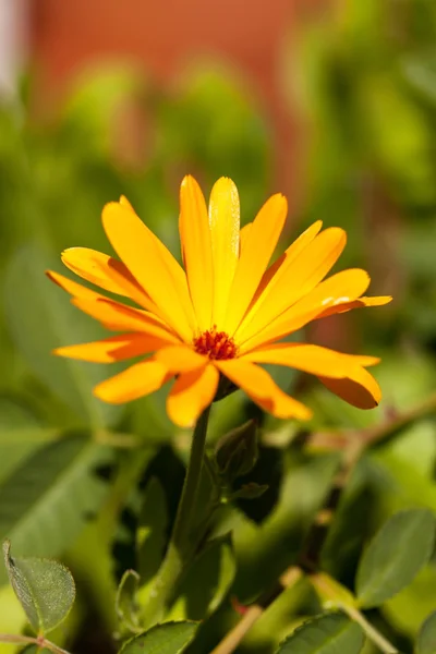 Το λουλούδι Calendula — Φωτογραφία Αρχείου