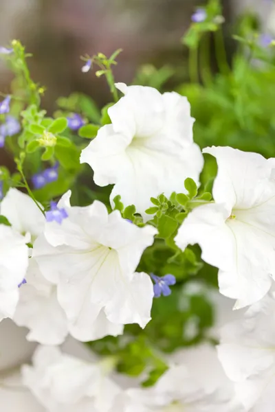 Flores de Petunia — Foto de Stock