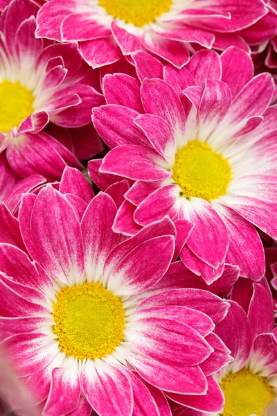 Chrysanthemen als Hintergrund — Stockfoto