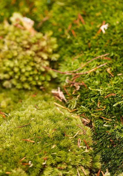 Moss — Stock Photo, Image