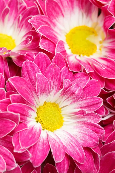 Chrysanthemums as background — Stock Photo, Image