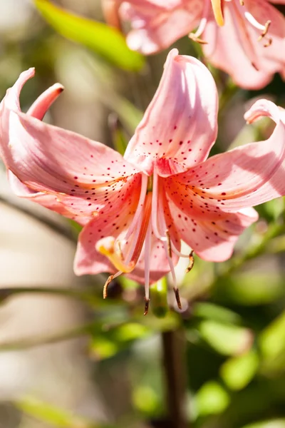 Lilien — Stockfoto