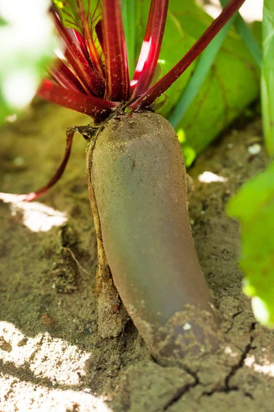 Beetroot in a vegetable garden — Stock Photo, Image