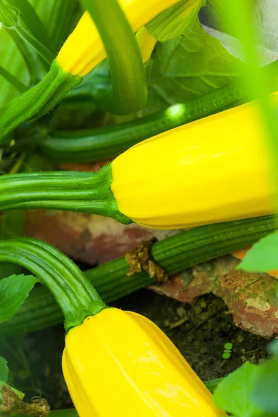 Zucchini in the vegetable garden — Stock Photo, Image