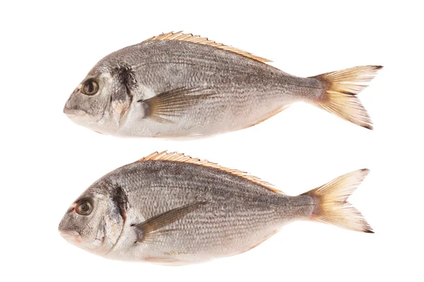 Pesce dorado isolato su sfondo bianco — Foto Stock