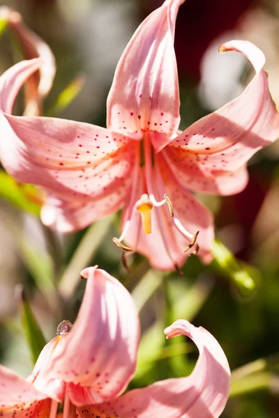 Lilien — Stockfoto