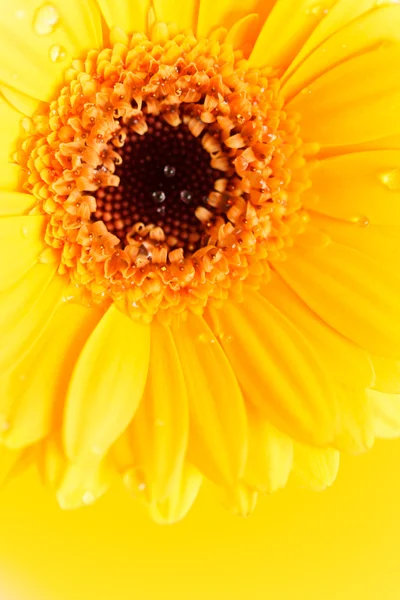 Trevlig gerbera — Stockfoto