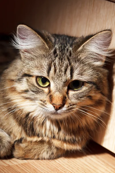 Gato bonito — Fotografia de Stock