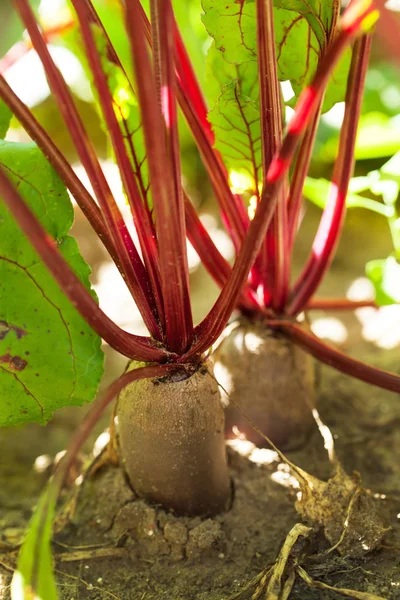 Beetroot in a vegetable garden — Stock Photo, Image