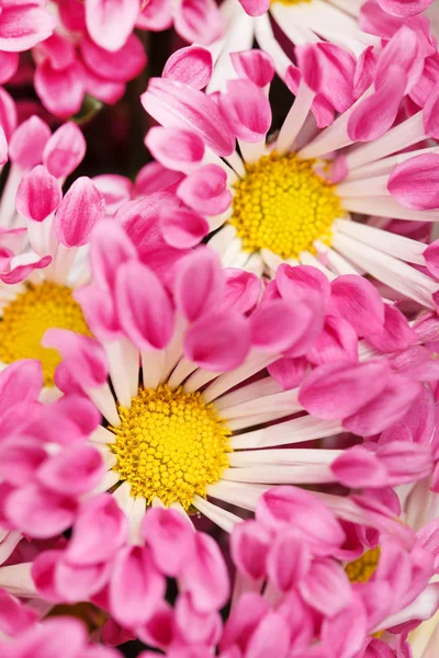 Chrysanthemen als Hintergrund — Stockfoto