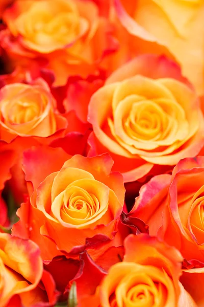 Nice roses — Stock Photo, Image