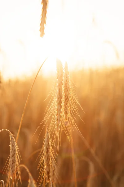 Cereal plant — Stock Photo, Image