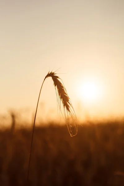 Cereal plant — Stock Photo, Image