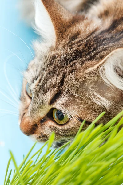 Cat eating the grass — Stock Photo, Image