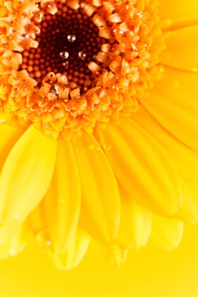 Bela gerbera — Fotografia de Stock