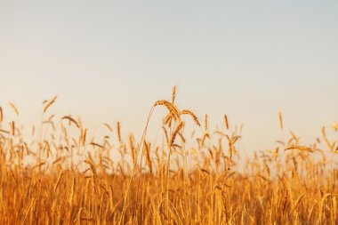 Mısır gevreği bitki