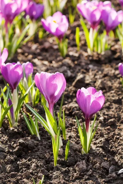 Flores de primavera — Fotografia de Stock