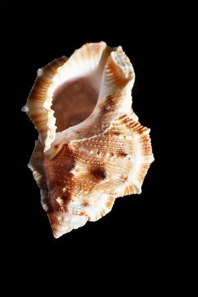 孤立在黑色的海贝壳 — 图库照片