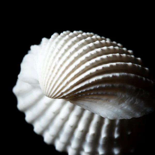 Sea shell isolerade på svart — Stockfoto