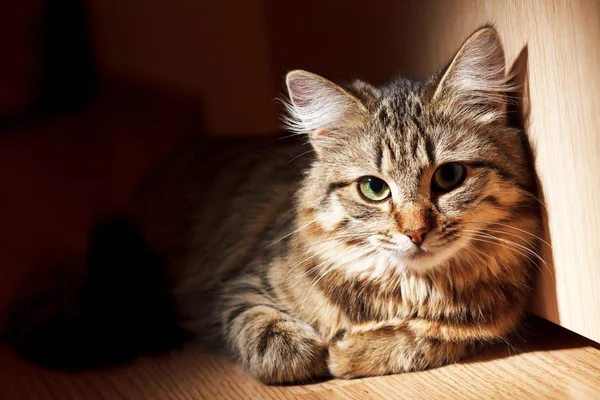 Gato bonito — Fotografia de Stock