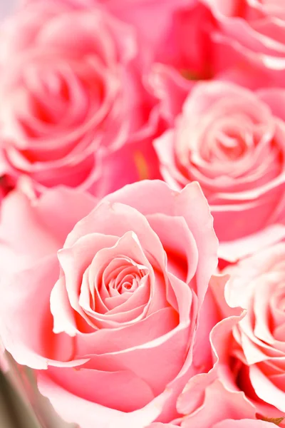 Nice roses Stock Image