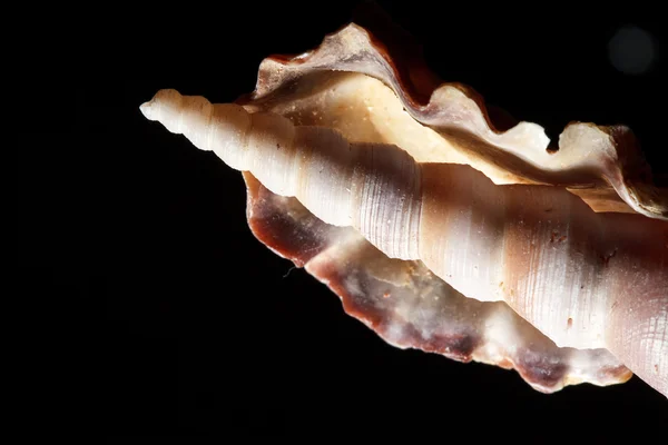 Sea shell geïsoleerd op zwart — Stockfoto