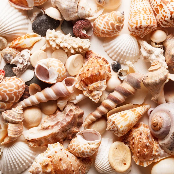 海贝壳背景 — 图库照片