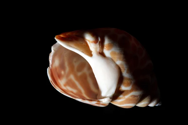 Deniz kabuğu — Stok fotoğraf