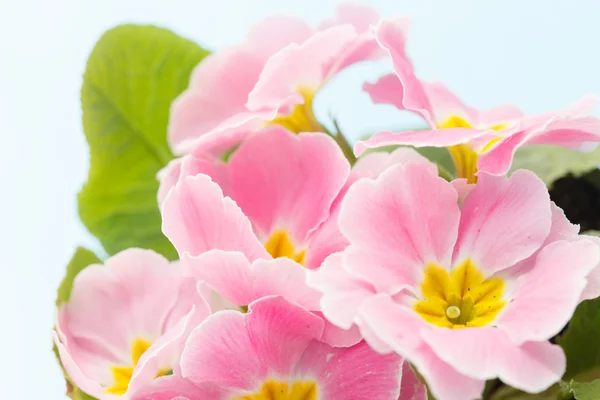 Pink primrose — Stock Photo, Image