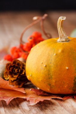 sonbahar yaprakları ile hasat kabaklar