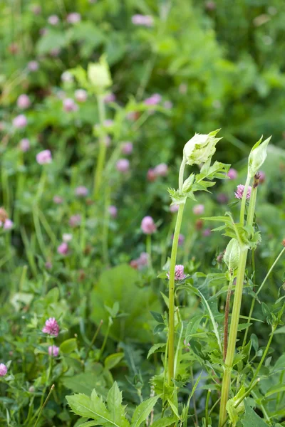 Summer field — Stock Photo, Image