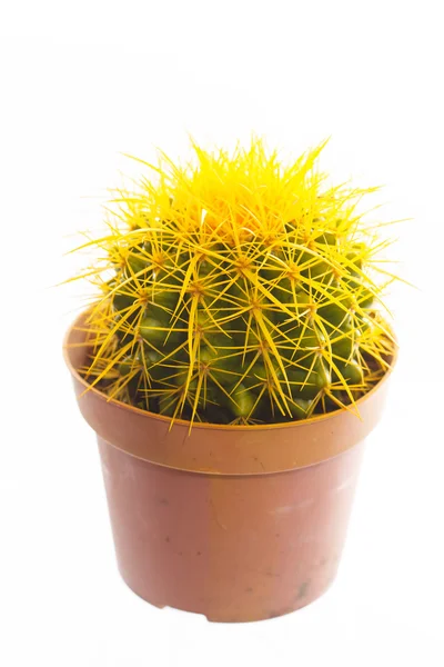 Cactus en una olla — Foto de Stock