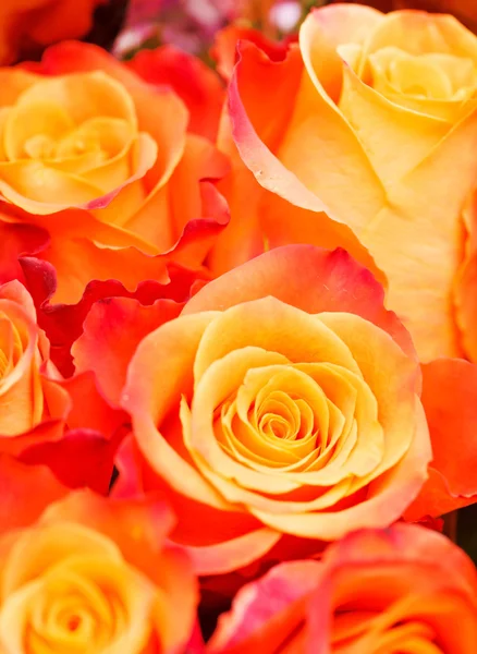 素敵なバラ — ストック写真