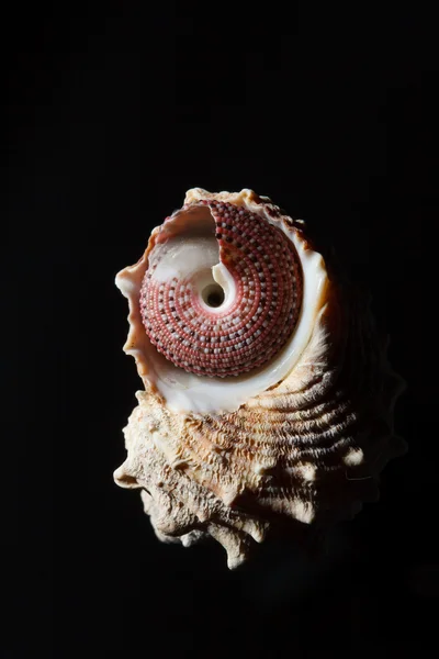 Deniz kabuğu siyah izole — Stok fotoğraf