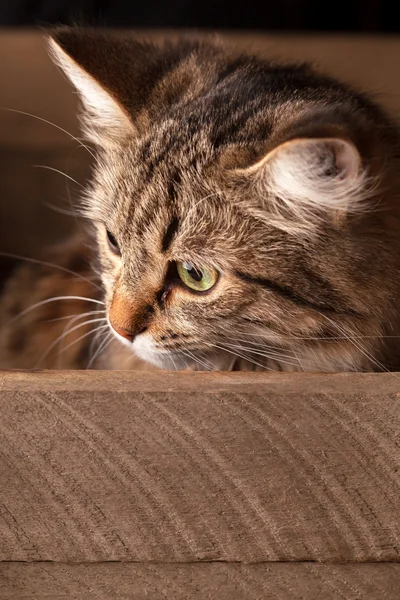 Bonito gato — Foto de Stock